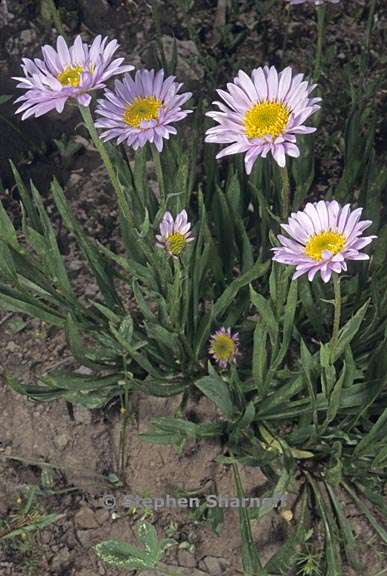 erigeron glacialis var glacialis 4 graphic